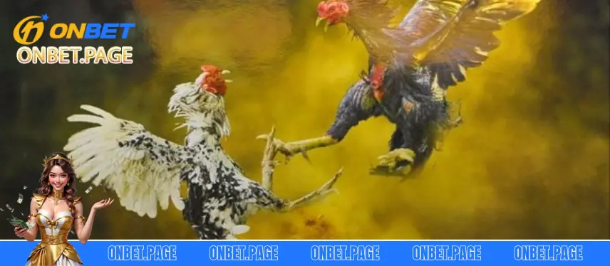 Đá Gà Cựa Dao Tại Nhà Cái Onbet Thắng Cược Cực Lớn Đá gà cựa dao là gì - Xem ngay