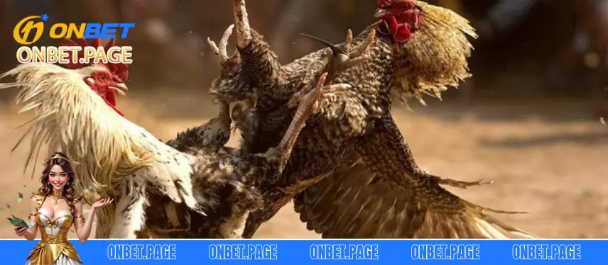 Đá Gà Cựa Dao Tại Nhà Cái Onbet Thắng Cược Cực Lớn 5+ lý do chọi gà cựa dao tại nhà cái Onbet hút khách
