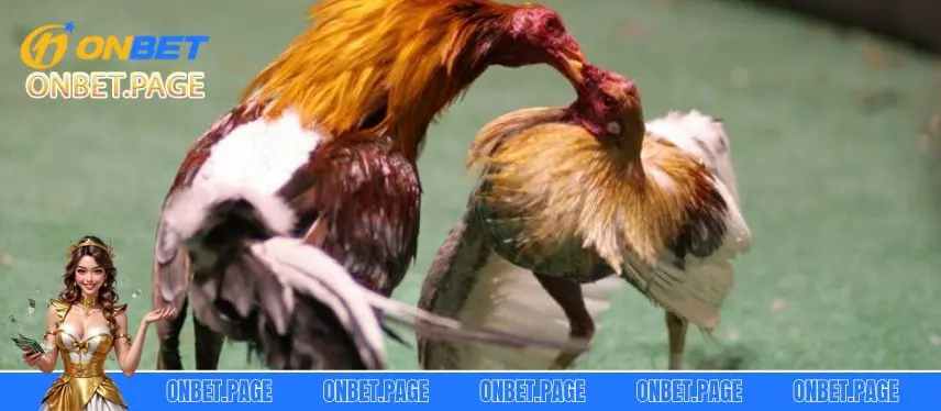 Đá Gà Online Tại Nhà Cái Onbet Thắng Cực Dễ - Thử Ngay Nhà cái Onbet - Nơi chơi đá gà Online thắng đậm