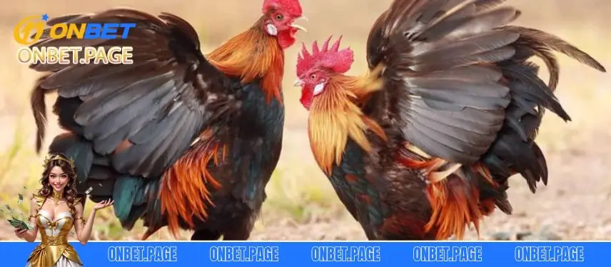Đá Gà Thomo Tại Nhà Cái Onbet Trúng Lớn - Chơi Ngay Tỷ lệ thắng cược khi đá gà Thomo cực cao