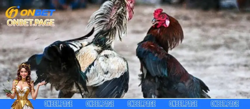 Đá Gà Truyền Thống Tại Nhà Cái Onbet Kiếm Tiền Cực Dễ Giới thiệu tổng quan về đá gà truyền thống