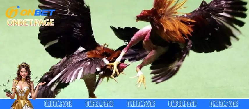 Đá Gà Truyền Thống Tại Nhà Cái Onbet Kiếm Tiền Cực Dễ Các hình thức cược kèo đa dạng trong đá gà truyền thống