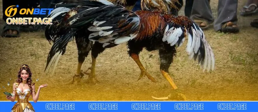 Đá Gà Cựa Sắt: Bộ Môn Giải Trí Kịch Tính Siêu Hấp Dẫn Luật chơi đá gà cơ bản nhất không thể bỏ qua